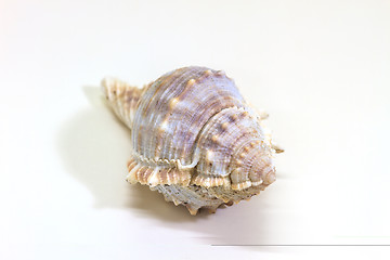 Image showing sea shell isolated on white 