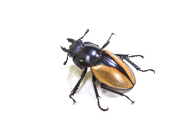 Image showing insect, beetle, bug, in genus Odontolabis