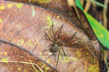 Image showing spider in forest