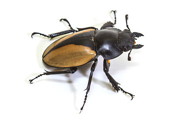 Image showing insect, beetle, bug, in genus Odontolabis