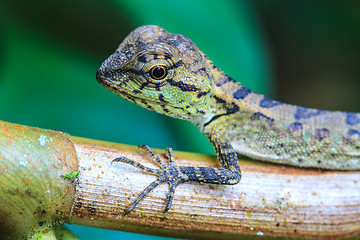 Image showing Green crested lizard, black face lizard, tree lizard 