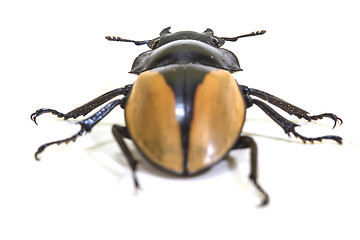 Image showing insect, beetle, bug, in genus Odontolabis