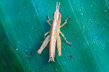 Image showing Grasshopper perching on a leaf