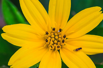 Image showing Singapore Daisy in the the garden