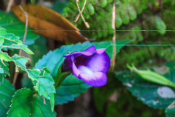 Image showing Bluewings in the garden or nature park