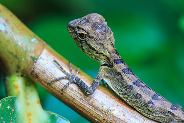 Image showing Green crested lizard, black face lizard, tree lizard 