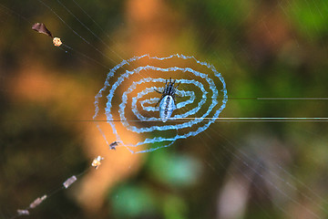 Image showing Spider on the web.