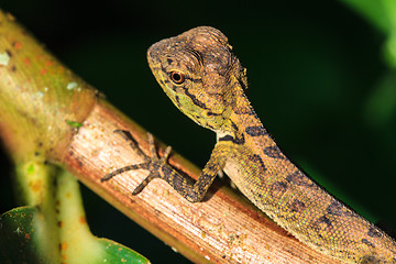 Image showing Green crested lizard, black face lizard, tree lizard 