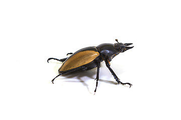 Image showing insect, beetle, bug, in genus Odontolabis