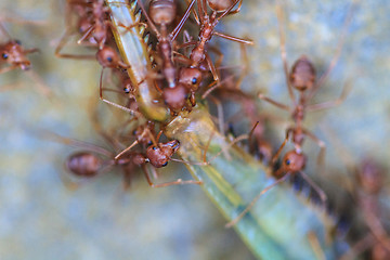 Image showing Ants troop trying to move a dead grasshopper