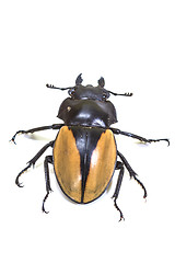 Image showing insect, beetle, bug, in genus Odontolabis