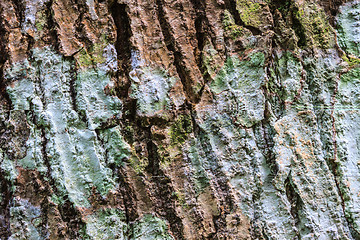 Image showing Tree bark texture 