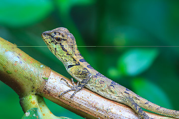 Image showing Green crested lizard, black face lizard, tree lizard 