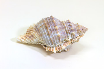 Image showing sea shell isolated on white 