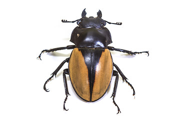 Image showing insect, beetle, bug, in genus Odontolabis