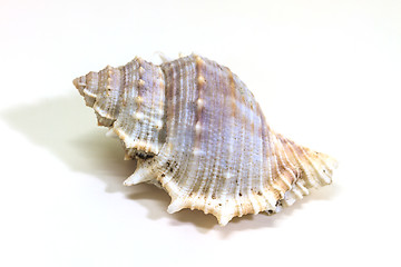 Image showing sea shell isolated on white 