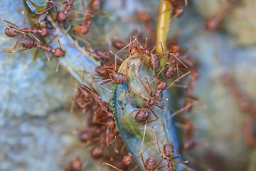 Image showing Ants troop trying to move a dead grasshopper