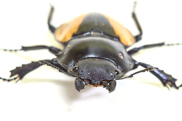 Image showing insect, beetle, bug, in genus Odontolabis