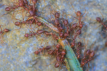 Image showing Ants troop trying to move a dead grasshopper