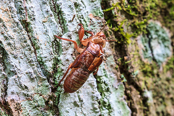 Image showing cicada shell which leave on the tree