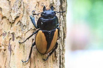 Image showing insect, beetle, bug, in genus Odontolabis