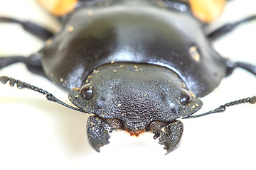 Image showing insect, beetle, bug, in genus Odontolabis