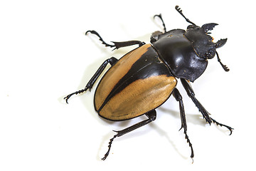 Image showing insect, beetle, bug, in genus Odontolabis