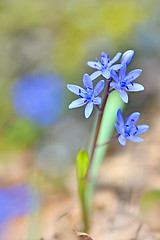 Image showing violets flowers