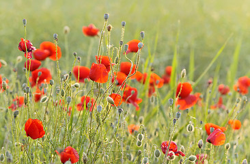 Image showing red poppy field