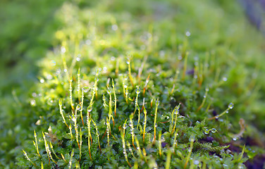 Image showing green grass with water drops