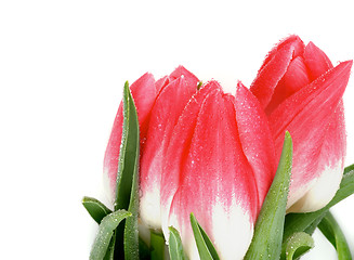 Image showing Spring Tulips