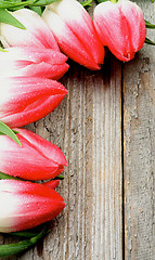 Image showing Spring Tulips