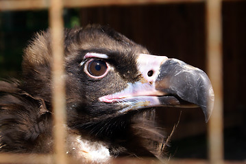 Image showing Head of eagle