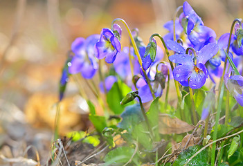 Image showing spring flowers