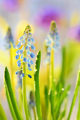 Image showing Muscari neglectum flowers