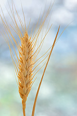 Image showing Yellow grain