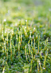 Image showing green grass with water drops