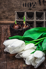 Image showing sprouted bulbs tulips