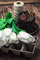 Image showing sprouted bulbs tulips