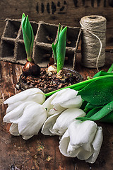 Image showing sprouted bulbs tulips