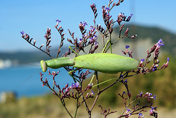 Image showing Green insect