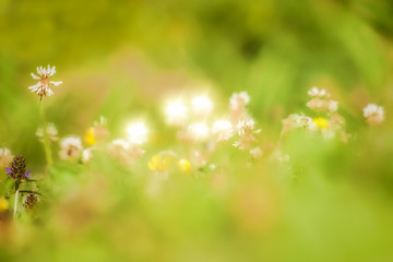 Image showing Vintage flowers