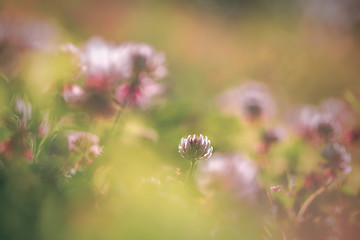 Image showing Vintage flowers