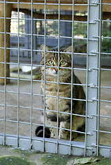 Image showing Wild cat