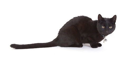 Image showing Black cat lying isolated