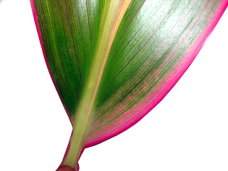 Image showing  closeup of leaf isolated on white background