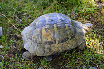 Image showing Tortoise