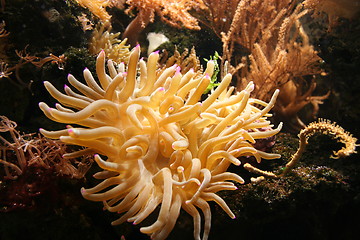 Image showing Spaghetti Coral