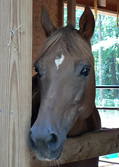 Image showing Horse 2