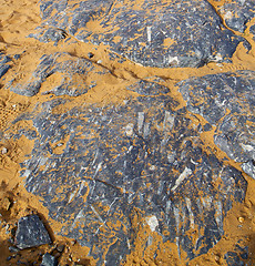 Image showing  old fossil in  the desert of morocco sahara and rock  stone sky